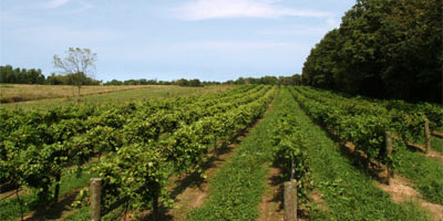 Anderson Vineyard
