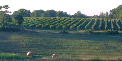 Madison Vineyards 1