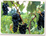 Wineries of Indiana - [click to enlarge]