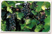 Wineries of Indiana - [click to enlarge]