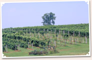 Wineries of Indiana - [click to enlarge]