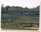 Wineries of Indiana - [click to enlarge]