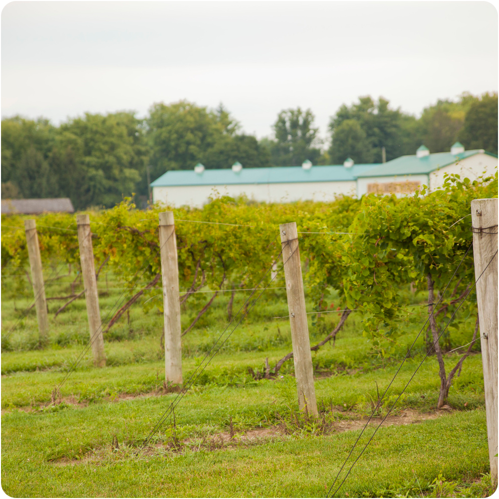 IndyWineTrail_BuckCreek Buck Creek Winery